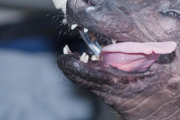 Los dientes de leche de mi perro no se caen - ¿Por qué no se caen los dientes de leche de mi perro?
