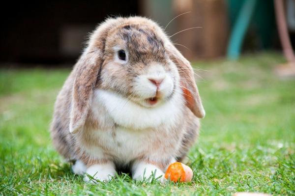 Los mejores juguetes para conejos - Juguetes masticables para conejos