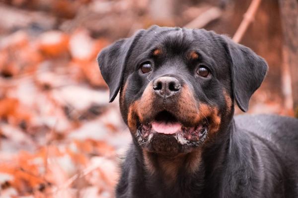 Los mejores nombres de Rottweiler: más de 200 opciones femeninas y masculinas - Los mejores nombres para perros Rottweiler
