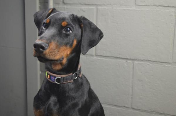 Los mejores nombres de dóberman para perros machos y hembras - Nombres de dóberman negros