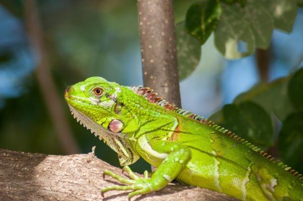 Los mejores nombres de iguanas masculinas y femeninas - Nombres para iguanas y sus significados