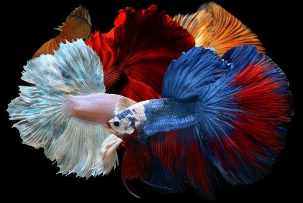 Los mejores nombres de peces para peces mascota: los mejores nombres de peces betta para mascotas