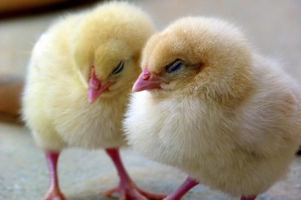 Los mejores nombres de pollos para mascotas: nombres de pollos famosos