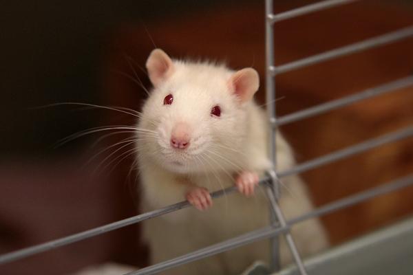 Los mejores nombres de ratas mascotas: ¡nombres lindos, inteligentes y famosos! - Nombres de ratas mascota macho