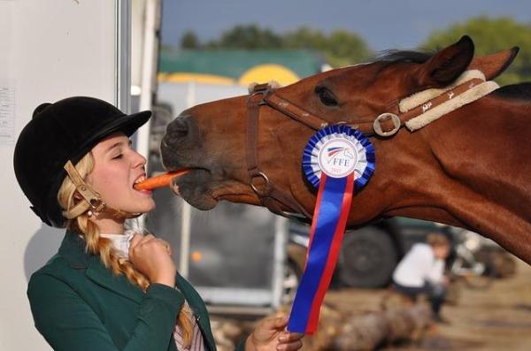 Los mejores nombres para caballos y yeguas: cómo elegir un nombre adecuado para su caballo