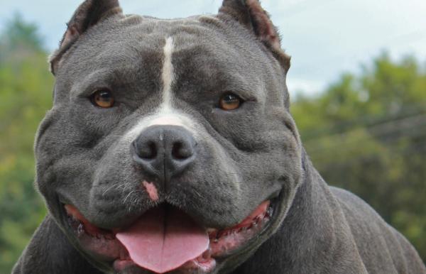 Mejores nombres para perros American Bully - Nombres masculinos de American Bully