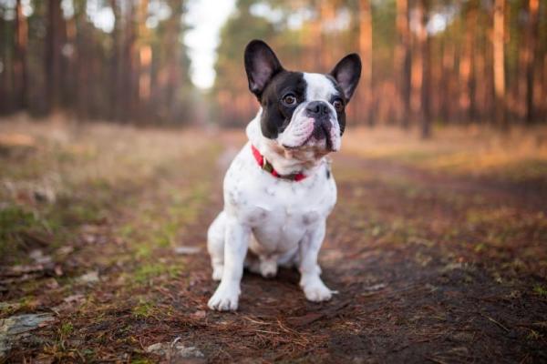 Los problemas de salud más comunes del Bulldog Francés: síndrome del perro braquicéfalo 