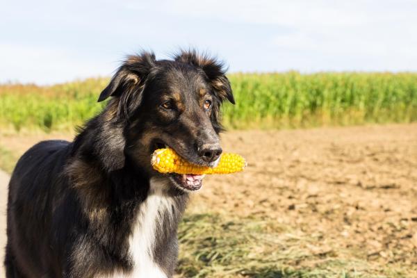 Maíz para perros - Beneficios, riesgos y cómo alimentarlo - Beneficios del maíz para perros