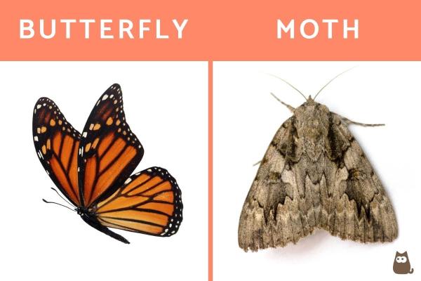 Mariposa vs. Polilla - Diferencias entre polillas y mariposas - Diferencias entre mariposas y polillas