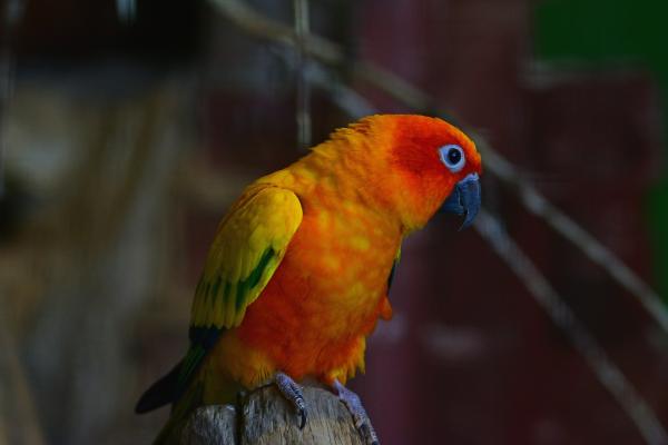 Más de 100 nombres de periquitos para pájaros machos y hembras - Nombres para cotorras hembras