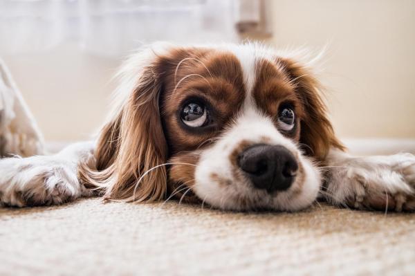 Más de 200 nombres de perros que comienzan con B - Nombres de perros que comienzan con B: macho