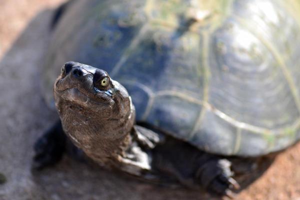 Más de 400 nombres para tortugas - Tortugas macho