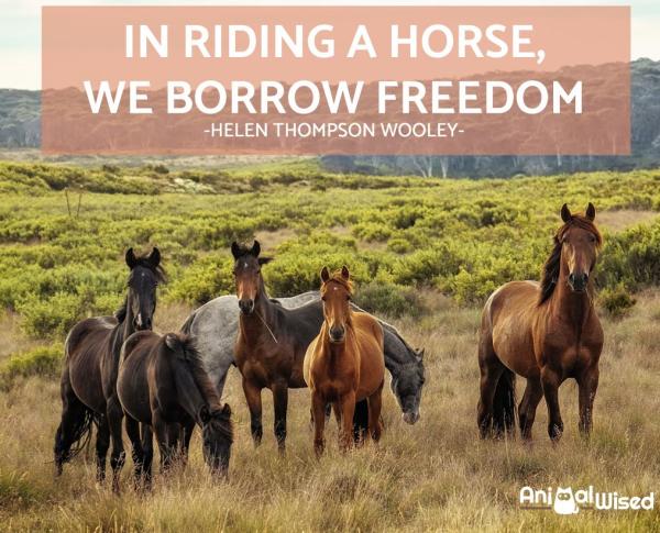 Más de 50 citas inspiradoras de caballos: citas inspiradoras con imágenes de caballos