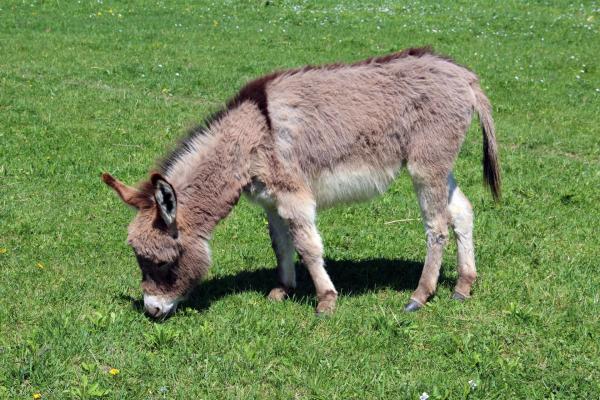 Mascotas extrañas que realmente puedes tener: 1. Burro miniatura 