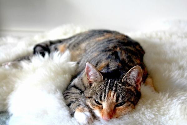 Metamizol para gatos - Posología, usos y disponibilidad - Usos de metamizol para gatos