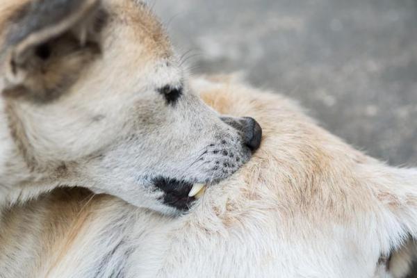 Metilprednisolona para perros - Usos, dosis y efectos secundarios - Usos de metilprednisolona para perros