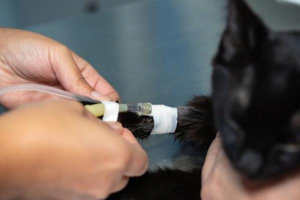 Metoclopramida para gatos - Posología, usos y efectos secundarios - Usos de metoclopramida para gatos