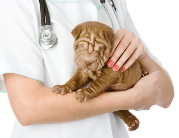 Mi Shar Pei huele mal - Malos olores por falta de higiene