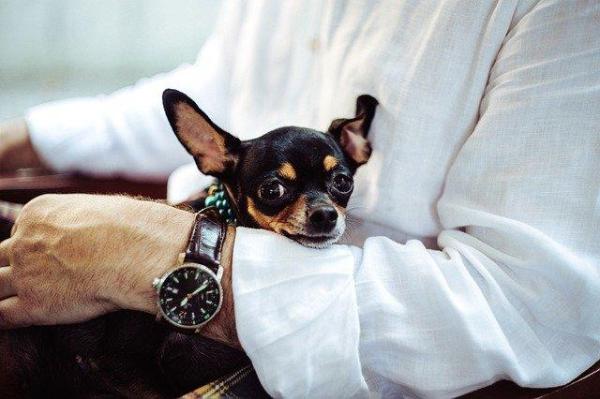 Mi chihuahua tiene orejas caídas: ¿los chihuahuas nacen con orejas caídas?