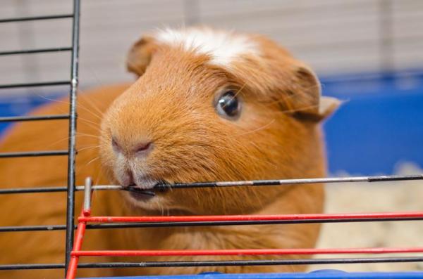 Mi cobaya me mordió: por qué y cómo detenerlo - ¿Por qué las cobayas mastican objetos en casa?
