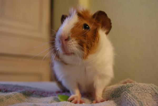 Mi cobaya no come - Enfermedad respiratoria