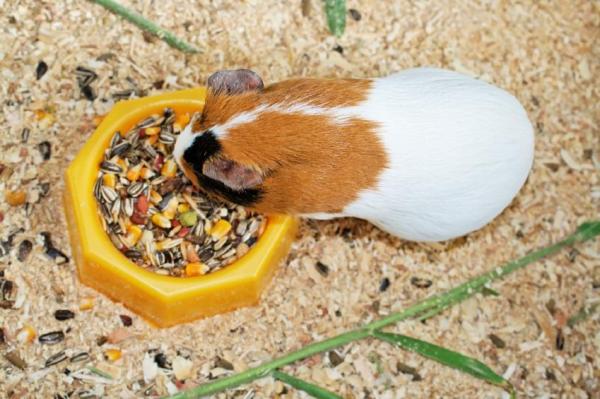 Mi cobaya tiene diarrea - La importancia de la dieta de la cobaya