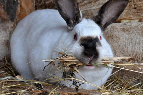 Mi coneja está anidando pero no está preñada - Factores ambientales