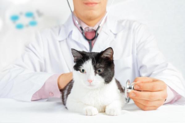 Mi gata esterilizada está en celo - Esterilizar gatas