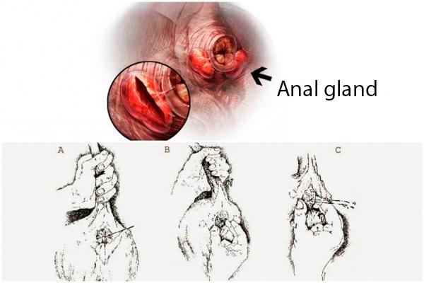 Mi gato arrastra su trasero por el suelo - Impactación de glándula anal