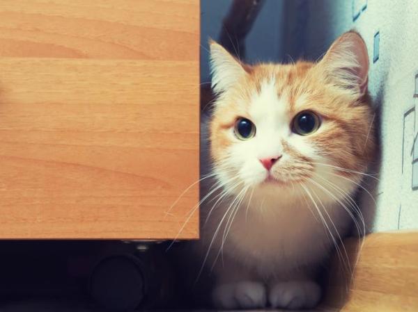 Mi gato castrado rocía por todas partes - Estrés