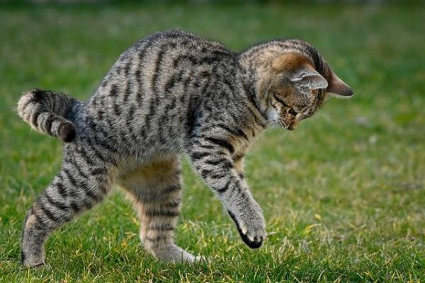 Mi gato come moscas: ¿está bien? - ¿Por qué los gatos juegan con las moscas antes de matarlas?