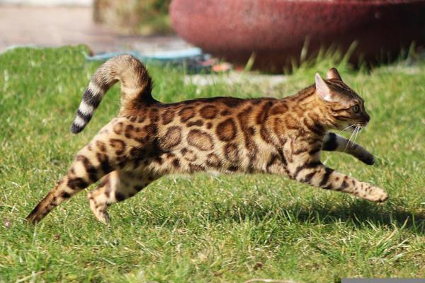 Mi gato corre como un loco - Mi gato corre como loco por la noche
