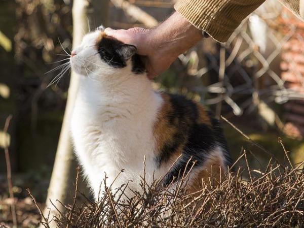 Mi gato es antisocial - Consejos para hacer que los gatos sean más sociables - Carecen de vínculos sociales positivos