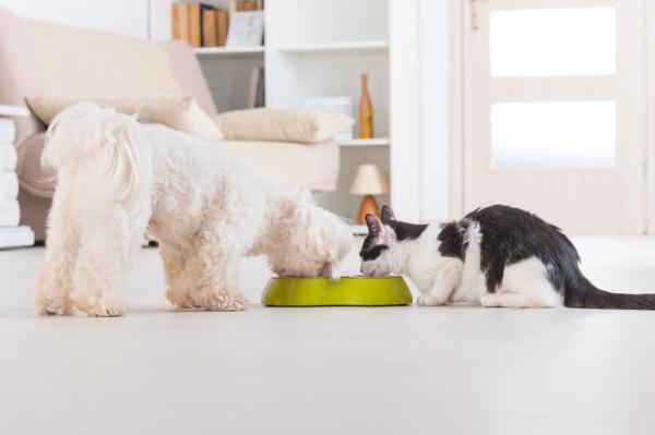 Mi Gato Está Obsesionado Con La Comida - La obsesión por la comida como síntoma de enfermedad