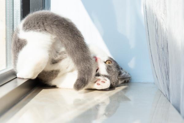 Mi gato se persigue la cola - Mi gato adulto se persigue la cola