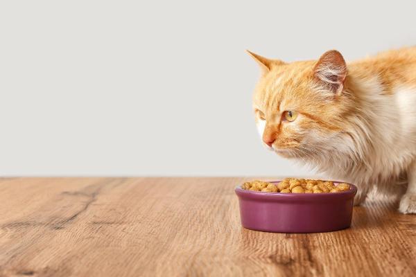 Mi gato tiene heces amarillas - Causas y tratamiento - Qué hacer si mi gato tiene heces amarillas