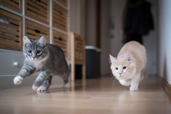 Mi gato le roba comida a mi otro gato: utilice un comedero programable