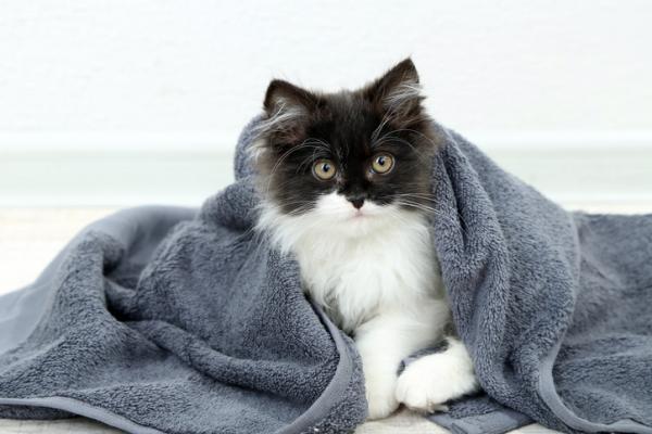 Mi gato tiene miedo al secador de pelo - Cómo secar a un gato con secador