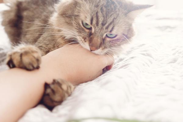 Mi gato me muerde cuando duermo: Morder es parte del comportamiento de juego