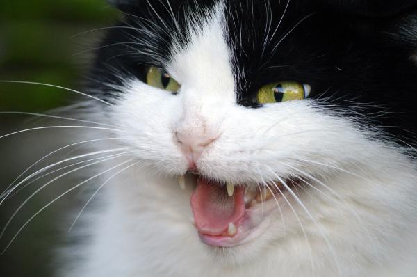 Mi gato me orina - Por qué y qué hacer - Comportamiento de marcado