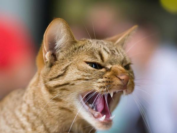 Mi gato me silba de repente - Un gato callejero me silba