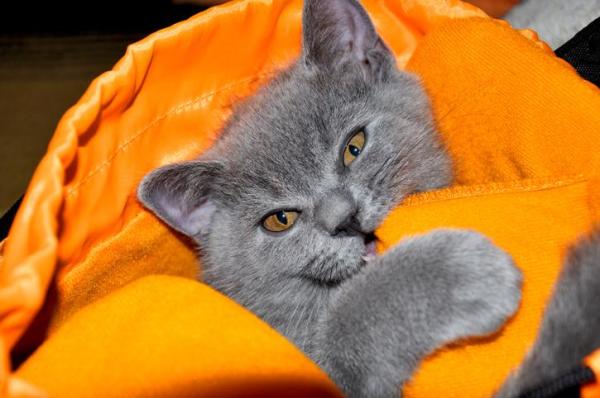 Mi gato muerde la ropa - Síndrome de Pica