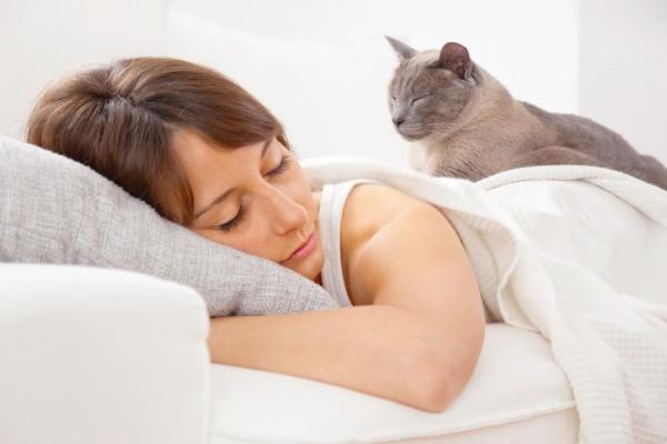 Mi gato no deja de maullar por la noche - Cómo hacer que tu gato deje de maullar por la noche