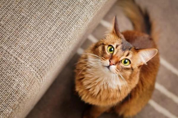 Mi gato no ronronea - Razones para no ronronear - ¿Todos los gatos ronronean?