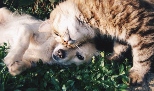 Mi gato odia a mi perro, ¿qué puedo hacer? - ¿Pueden llevarse bien un gato y un perro?