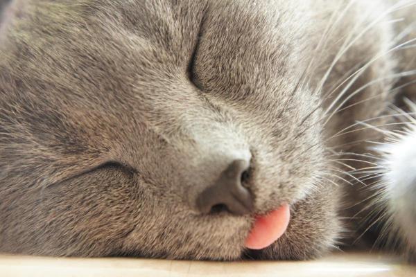 Mi gato saca la lengua - Para relajarse