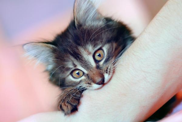 Mi gato sigue mordiéndome la mano - Comportamiento exploratorio