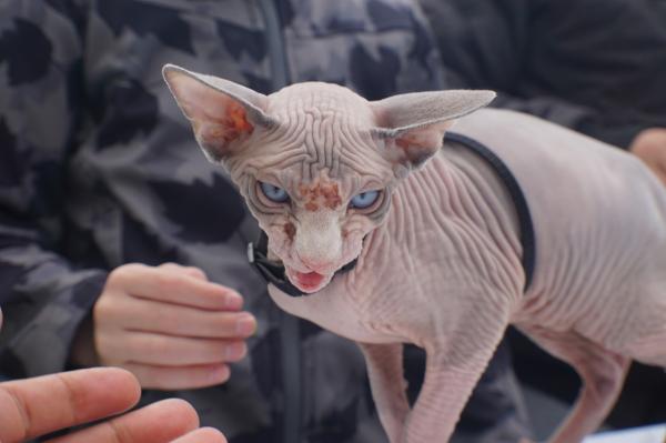 Mi gato Sphynx tiene pelo - Qué hacer si mi gato Sphynx tiene pelo
