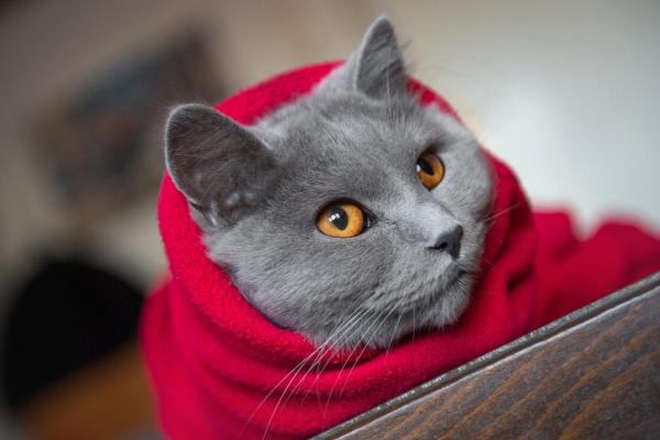 Mi gato tiembla - Causas y tratamiento - Resfriado