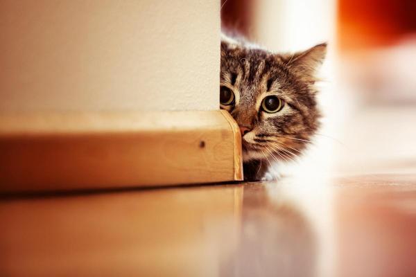 Mi gato le tiene miedo a todo - Por qué tu gato le tiene miedo a todo
